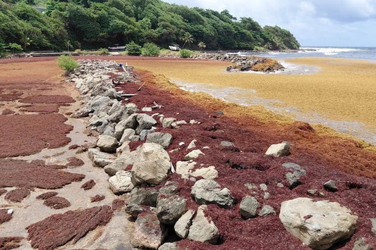 Valorisation des Sargasses en Martinique : Une Opportunité Durable pour l’Environnement et l’Innovation